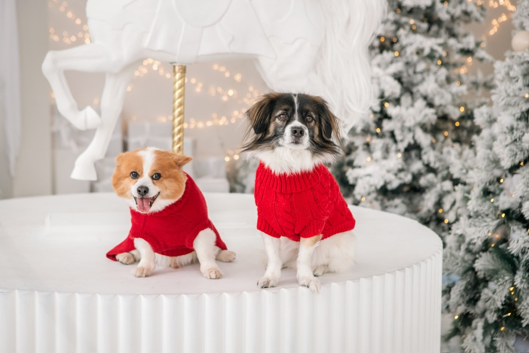 Emily's two dogs